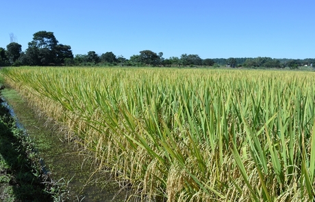 Embrapa lança cultivar de arroz irrigado para o Sistema de Produção Clearfield ®