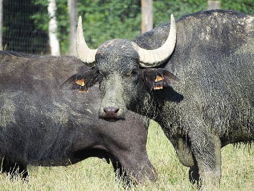 Leia Egito autoriza exportação de carnes e miúdos de búfalo do Brasil