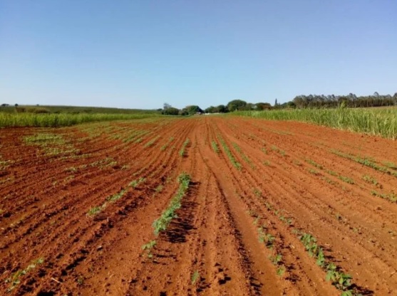 Seca causa prejuízo de R$ 45 bi para o agro em quatro estados