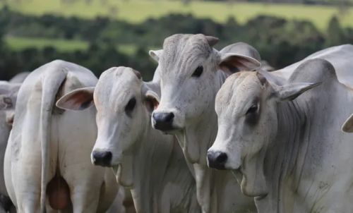 Cotação do Boi gordo continua em queda com alta oferta e baixa demanda do mercado