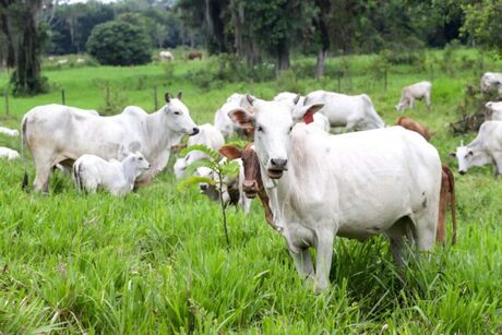 Cotações - Vaca gorda