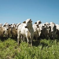 Com queda do milho boi sobe em Mato Grosso