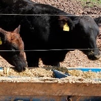 Setor de genética e nutrição crescerá 6,6%, ao ano, até 2027