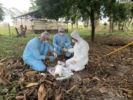 Monilíase do cacaueiro: governo declara emergência fitossanitária em três estados