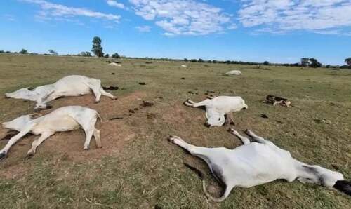 Onda de frio intenso mata mais de mil cabeças de gado em MS