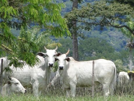 Cotações - Vaca gorda