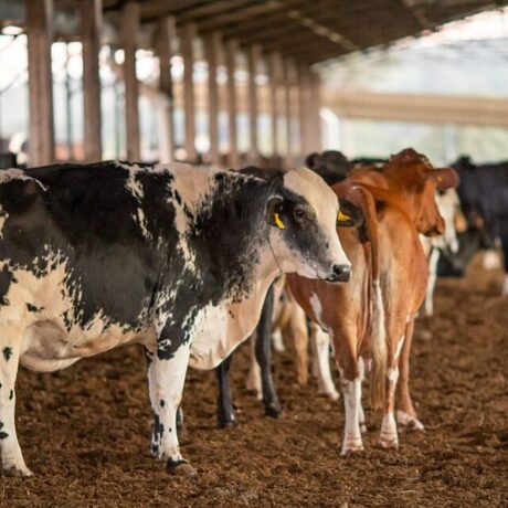 PARTE DA IMPRENSA DO BR ESTÁ SOFRENDO DO MAL DA VACA LOUCA?