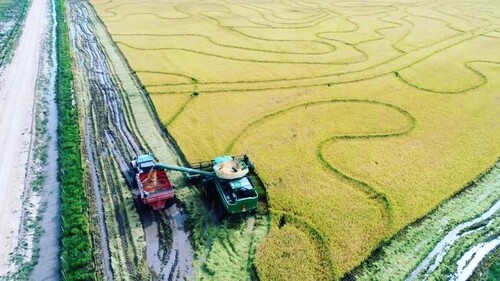 Arroz: preços sobem pelo quarto mês consecutivo