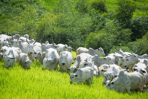 CNA discute impactos da queda do preço da arroba do boi para o produtor