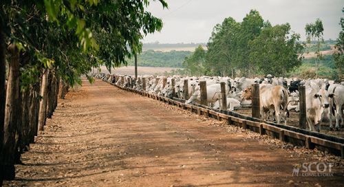 Pará se consolida como polo estratégico na exportação de gado vivo