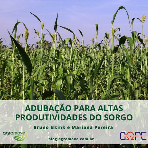 Adubação para Altas Produtividades do Sorgo