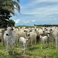 Escassez de pastagem leva produtores ao descarte de vacas em plena produtividade