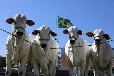 Scot Consultoria: A cotação da arroba do boi gordo em São Paulo encerra a semana com alta