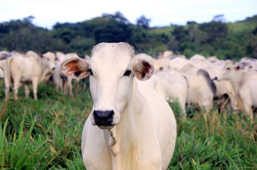 Cotações - Novilha gorda