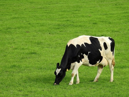 Cotações - Vaca gorda