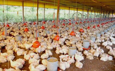 Preço do milho sobe 12 vezes mais que inflação e afeta produção de frango no RS