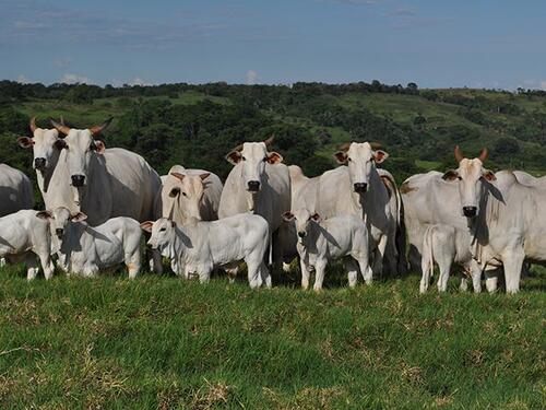 Cotações - Vaca gorda