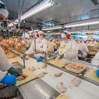 Exportações de carne de frango crescem 4,8% em agosto