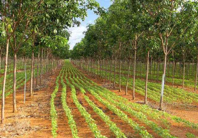 Agro brasileiro é boa alternativa para investimento em títulos verdes, diz ministra