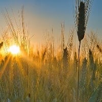 Trigo irrigado no Cerrado bate sucessivo recorde mundial