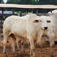 Recuos nas cotações no mercado do boi gordo