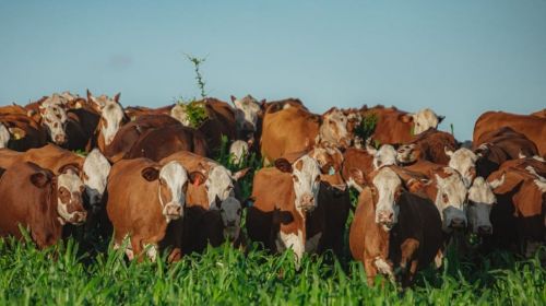 Ásia abre mais 4 mercados para o agro brasileiro