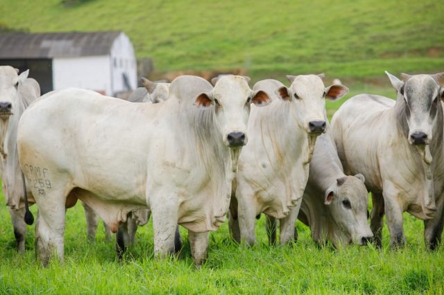 Cotação do boi gordo registra estabilidade em R$ 305/@ nesta terça-feira (16)