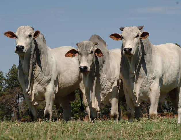 Cotação do boi gordo abre a semana estável em R$ 310/@