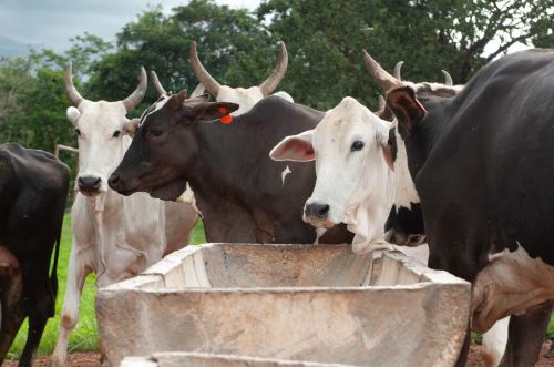 Leia FCO Rural aprova mais de R$ 19 milhões de reais para investimentos na agropecuária goiana