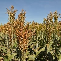 Tocantins deve colher 48% mais sorgo