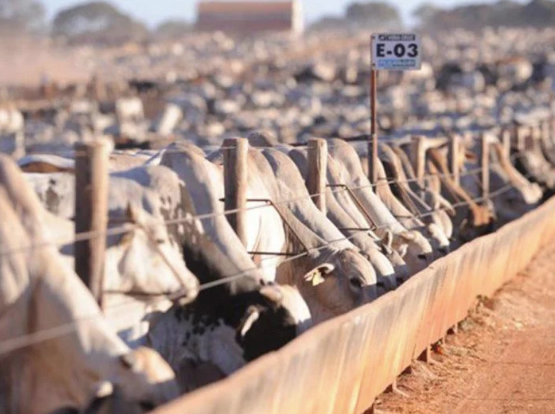 Boi gordo: migração para carnes suína e de frango segura alta nos preços