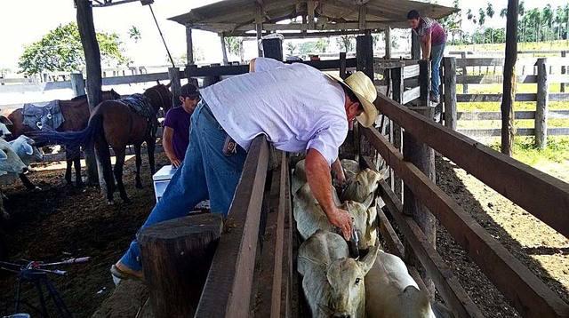 Instituto Mineiro de Agropecuária alerta para a vacinação contra brucelose