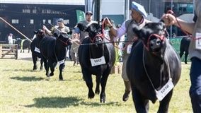 Com recorde de animais inscritos, Angus prepara uma das maiores edições da Expointer