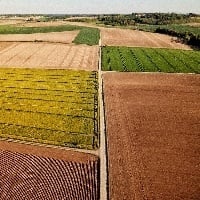 Aumentar uso de fósforo potencializa produtividade