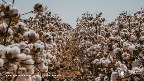 Pecuária de Mato Grosso avança com o aproveitamento dos coprodutos da agricultura [Confina Brasil]