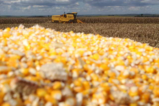 Produtores de milho no sul do Brasil adotam cautela diante clima e custos elevados