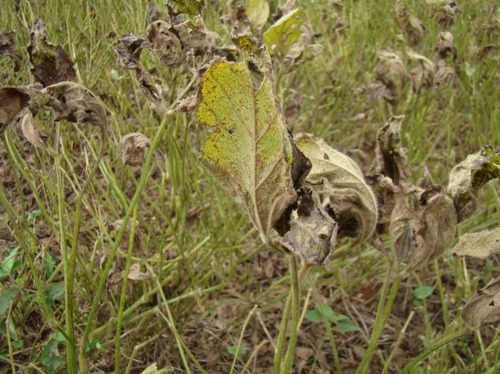 Aumento precoce da ferrugem-asiática preocupa agricultores