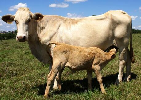 Mercado de inseminação artificial de bovinos no Brasil cresce 65,4% no semestre