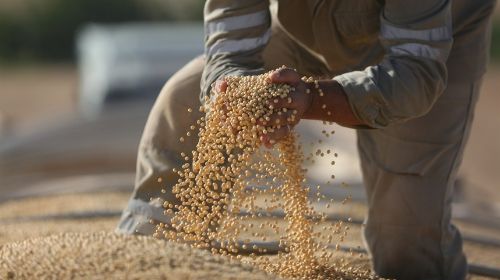 Mato Grosso registra novo recorde no esmagamento de soja