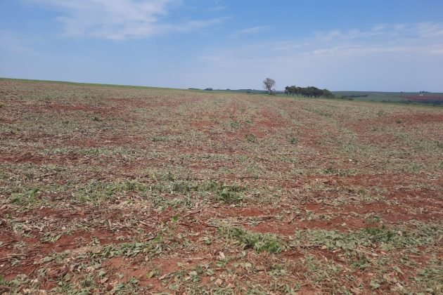 Entidades cobram ações concretas do governo contra estiagem no Sul