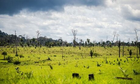 MG: Projeto de recuperação de pastagens traz resultados positivos para pecuaristas de leite