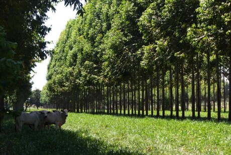 Confederação da Agricultura apresenta ao governo propostas do agro para COP26