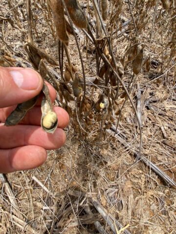 Soja: abortamento de vagens causa perdas de até 20% no Médio Norte de MT, diz pesquisa