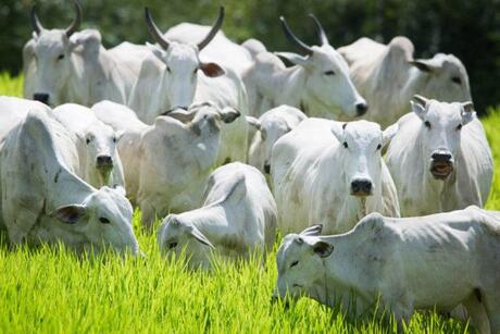 Reprodução bovina: calor intenso reduz taxa de prenhez. Confira a Reportagem