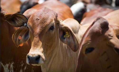 Com integração lavoura-pecuária, novo sistema intensifica a produção animal