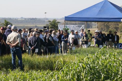 Dia de Campo sobre sustentabilidade na pecuária recebe mais de 500 pessoas em Bagé