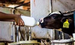 O padrão de cuidado com as bezerras leiteiras está adequado na sua fazenda?