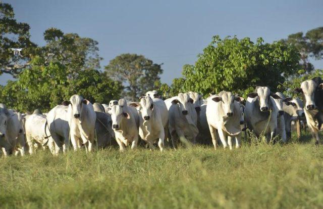 Cotação do boi gordo atinge R$ 303/@ no mercado interno nesta quarta-feira (10)