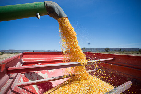 Comissão de Agricultura da Câmara debate falta de milho para criadores