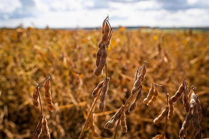 Governo quer aumentar ações de promoção do agro brasileiro no exterior